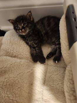 Folgers -  Domestic Medium Hair Cat for Adoption in Raleigh, North Carolina - Folgers | PetCurious