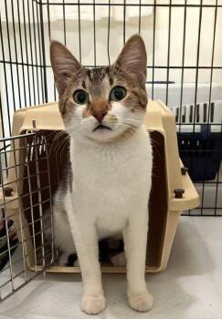 Gabby -  Domestic Short Hair Cat for Adoption in Winnipeg, Manitoba - Gabby | PetCurious