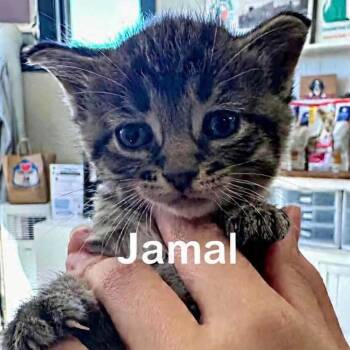 Jamal -  Domestic Short Hair Cat for Adoption in West Olive, Michigan - Jamal | PetCurious