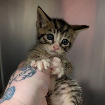 SpongeBob -  Domestic Short Hair Cat for Adoption in Titusville, Florida - SpongeBob | PetCurious