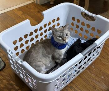 Winter -  Domestic Short Hair and Siamese Cat for Adoption in Alafaya, Florida - Winter | PetCurious
