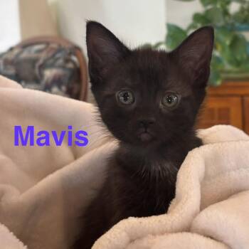 Mavis -  Domestic Short Hair Cat for Adoption in Glenfield, New York - Mavis | PetCurious