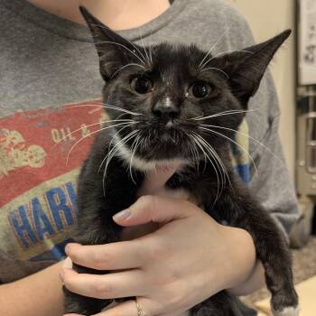 Champ -  Domestic Short Hair Cat for Adoption in Norman, Oklahoma - Champ | PetCurious