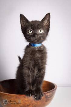 Woody -  Domestic Short Hair Cat for Adoption in Maryville, Tennessee - Woody | PetCurious