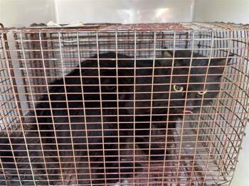 Domestic Short Hair Cats Available for Adoption - A652544 | PetCurious