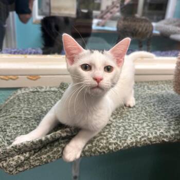 Mickey -  Domestic Short Hair Cat for Adoption in Fresno, California - Mickey | PetCurious