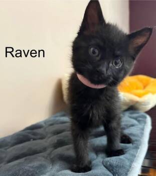 Rescue American Shorthair Cats for Adoption in Washington Township, New Jersey - Raven | PetCurious