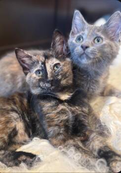 Mia and Gia -  Domestic Short Hair Cat for Adoption in Clayton, New Jersey - Mia And Gia | PetCurious