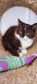 Rescue Domestic Medium Hair Cats for Adoption in Bethpage, New York - Godiva | PetCurious