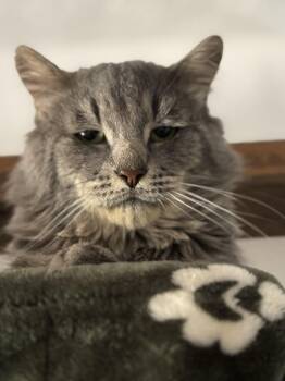 Rescue Domestic Long Hair Cats for Adoption in Ben Avon, Pennsylvania - Elvis &/or Pricialla | PetCurious