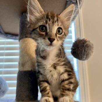 Puck -  Tabby and Domestic Short Hair Cat for Adoption in Smithfield, North Carolina - Puck | PetCurious