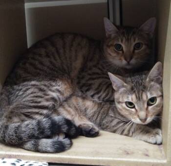 Rescue Domestic Short Hair Cats for Adoption in Broomfield, Colorado - FINN | PetCurious