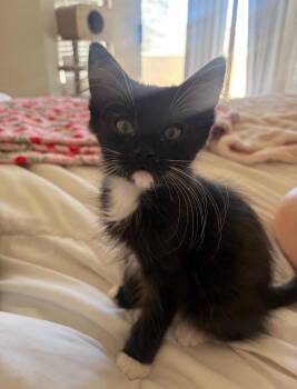 Arthur Aero -  Tuxedo Cat Available for Adoption in Phoenix, Arizona - Arthur Aero | PetCurious