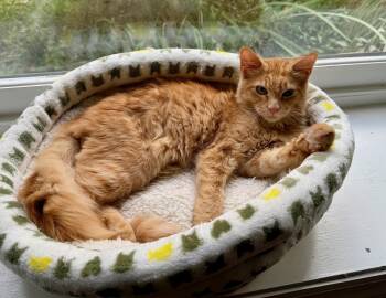 Rescue Tabby Cats for Adoption in Johnson City, Tennessee - Murph | PetCurious