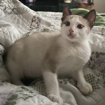 Paul Newman -  Siamese Cat for Adoption in Bentonville, Arkansas - Paul Newman | PetCurious