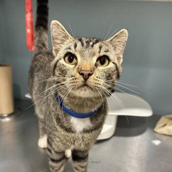 Wheeler -  Domestic Short Hair Cat for Adoption in Chattanooga, Tennessee - Wheeler | PetCurious