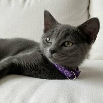 Ellie -  Domestic Short Hair Cat for Adoption - Ellie | PetCurious