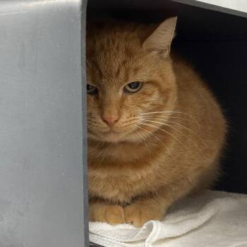 Leo -  Domestic Short Hair Cat for Adoption in Chicago, Illinois - Leo | PetCurious