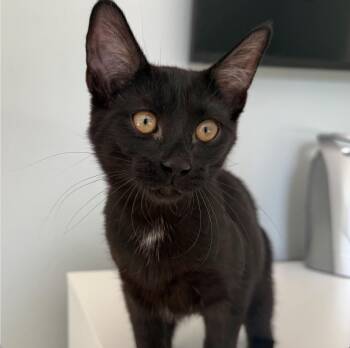 Fergie -  Domestic Short Hair Cat for Adoption in Sonora, California - Fergie | PetCurious