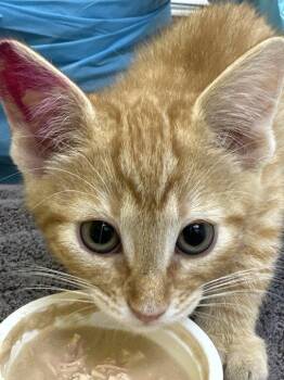 Hubert -  Domestic Short Hair Cat for Adoption in Raleigh, North Carolina - Hubert | PetCurious