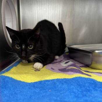 Leow -  Domestic Short Hair Cat for Adoption in Murray, Utah - Leow | PetCurious