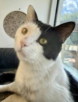 HAROLD -  Domestic Short Hair Cat for Adoption in Sarasota, Florida - HAROLD | PetCurious