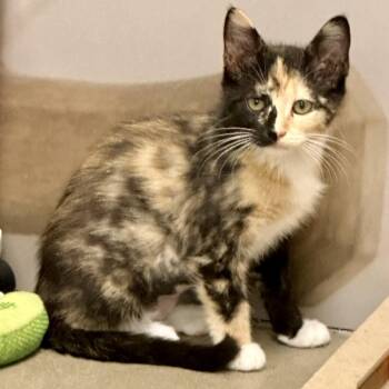 Harlequin -  Domestic Short Hair Cat for Adoption in Richmond, Virginia - Harlequin | PetCurious