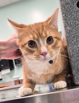 Rescue Domestic Short Hair Cats for Adoption in Athens, Tennessee - Sampson | PetCurious