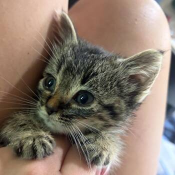 Margo C11853 -  Domestic Short Hair Cat for Adoption - Margo C11853 | PetCurious