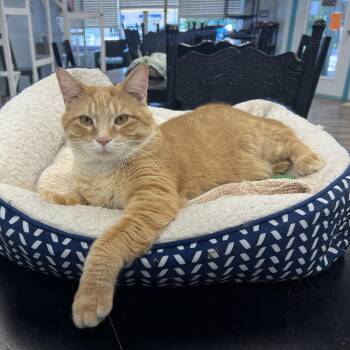 Garfield -  Tabby Cat for Adoption in Grand Rapids, Michigan - Garfield | PetCurious