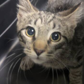 Aegon -  Domestic Medium Hair Cat for Adoption in Lakewood, Colorado - Aegon | PetCurious