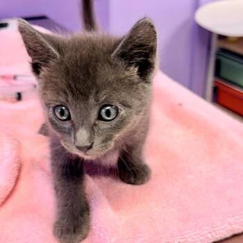 Jermaine Jackson -  Domestic Short Hair Cat for Adoption in Redwood Valley, California - Jermaine Jackson | PetCurious