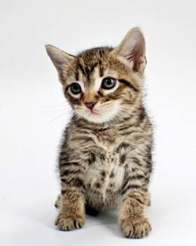 Harrison -  Domestic Short Hair Cat for Adoption in Morton Grove, Illinois - Harrison | PetCurious