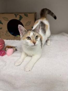 Lemonade -  Domestic Short Hair Cat for Adoption in Harbor Springs, Michigan - Lemonade | PetCurious