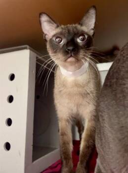 EFFIES -  Siamese Cat for Adoption in San Francisco, California - EFFIES | PetCurious