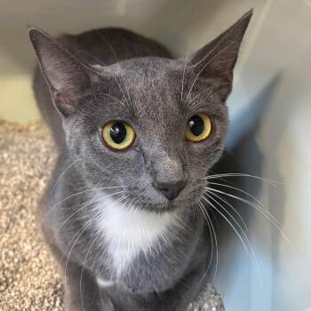 Misty -  Domestic Short Hair Cat for Adoption in Sarasota, Florida - Misty | PetCurious