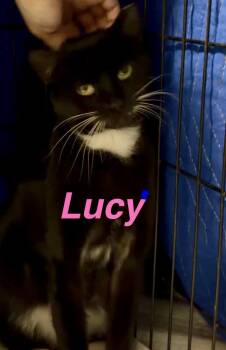 Domestic Medium Hair Cats Available for Adoption - Lucy | PetCurious