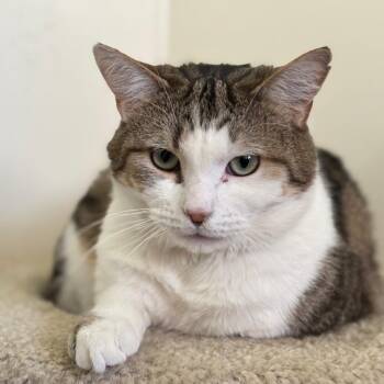 Colonel Candy -  Domestic Short Hair Cat for Adoption in Chicago, Illinois - Colonel Candy | PetCurious