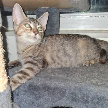 Summer -  Domestic Short Hair Cat for Adoption in NEW PT RICHEY, Florida - Summer | PetCurious