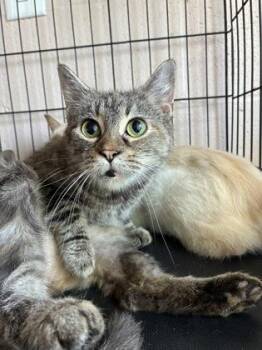 26-540 -  Domestic Medium Hair and Domestic Short Hair Cat for Adoption in Barnesville, Georgia - 26-540 | PetCurious