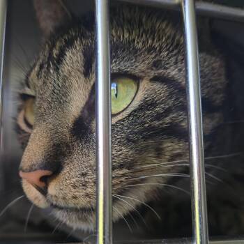 Pendulum -  Domestic Short Hair Cat for Adoption in Pittsburgh, Pennsylvania - Pendulum | PetCurious