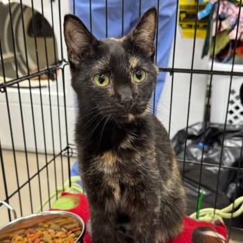 Domestic Short Hair Cats Available for Adoption - Taylor | PetCurious