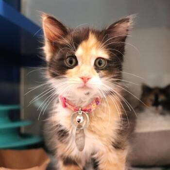 Domestic Short Hair Cats Available for Adoption in Port Washington, New York - Kettle | PetCurious
