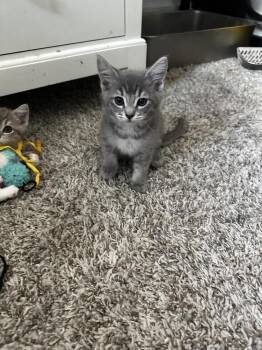 Lightning -  Domestic Short Hair and Tabby Cat for Adoption in Dallas, Texas - Lightning | PetCurious
