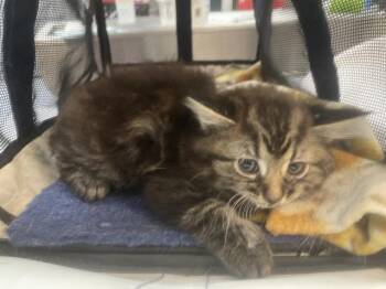 Domestic Short Hair Cats Available for Adoption in Thousand Palms, California - A1916354 | PetCurious