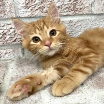 Knit -  Domestic Medium Hair Cat for Adoption in Cincinnati, Ohio - Knit | PetCurious