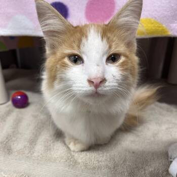 Microwave Dinner -  Domestic Short Hair Cat for Adoption in Fort Wayne, Indiana - Microwave Dinner | PetCurious