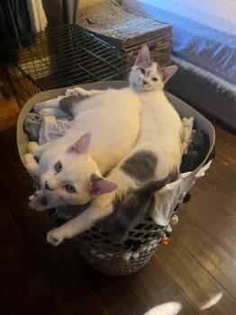 Levi -  Domestic Short Hair and Tabby Cat for Adoption in Visalia, California - Levi | PetCurious