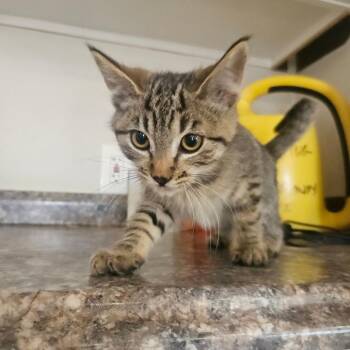 Martha -  Domestic Short Hair Cat for Adoption in Spokane, Washington - Martha | PetCurious
