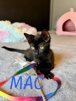 Mac -  Domestic Medium Hair Cat for Adoption in Oakdale, California - Mac | PetCurious